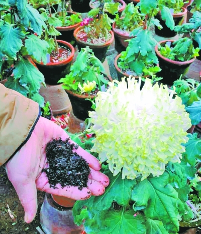 湖北園林垃圾上種出了全國金獎菊花